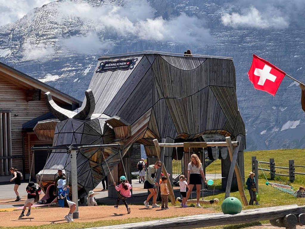 008 Crowns &&nbsp;Cows