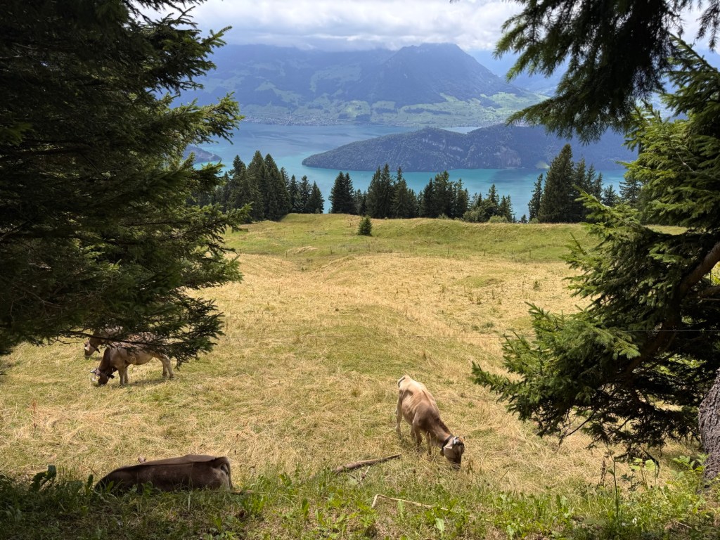 018 Cowbells &&nbsp;Clouds