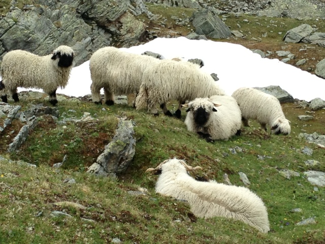 Stage 12: Wandering Sheep and Vegetable Soup